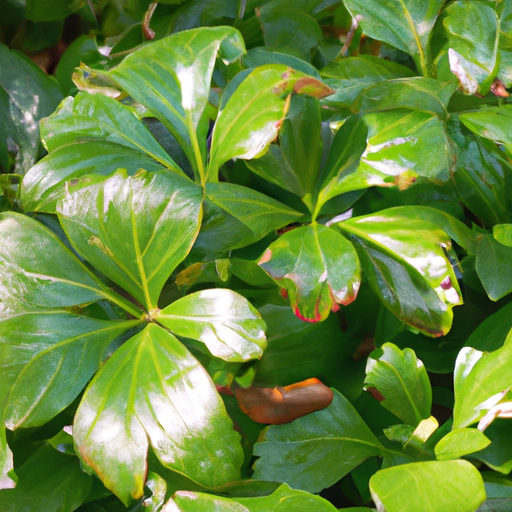 pachysandra terminalis: tutto quello che devi sapere, trattamenti e come coltivarla