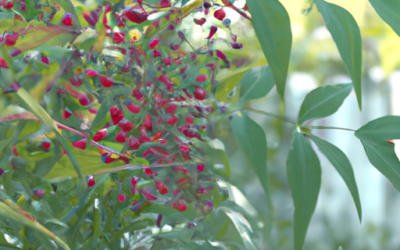 Nandina domestica: tutto quello che devi sapere, trattamenti e come coltivarla
