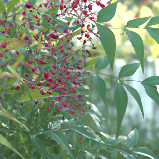 Nandina domestica: tutto quello che devi sapere, trattamenti e come coltivarla