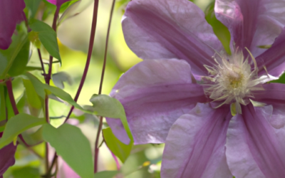 Clematis: tutto quello che devi sapere, trattamenti e come coltivarla