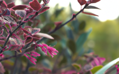 Loropetalum chinense: tutto quello che devi sapere, trattamenti e come coltivarla