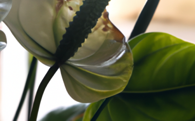 Anthurium andreanum: Tutto quello che devi sapere