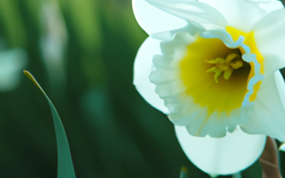 narcissus: tutto quello che devi sapere, trattamenti e come coltivarla