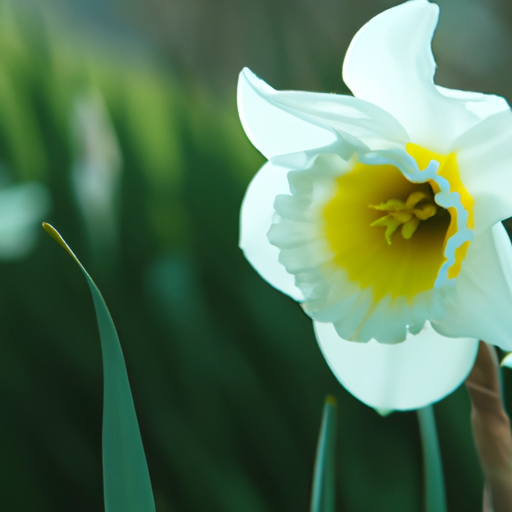 narcissus: tutto quello che devi sapere, trattamenti e come coltivarla