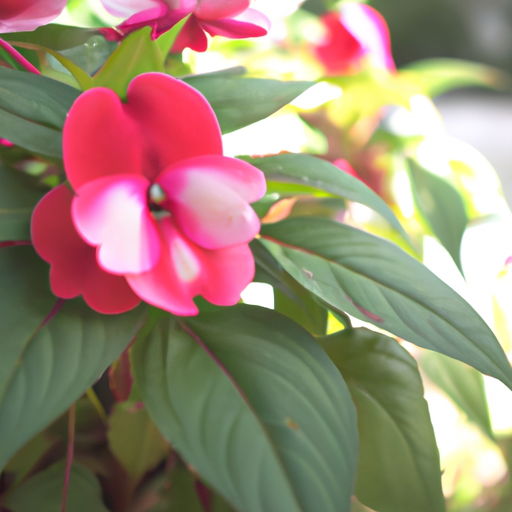 impatiens: tutto quello che devi sapere, trattamenti e come coltivarla 1 impatiens: tutto quello che devi sapere, trattamenti e come coltivarla