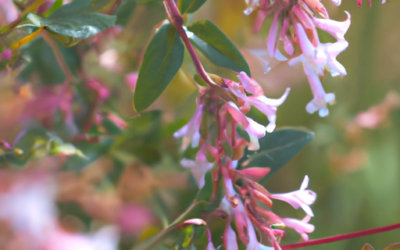 Abelia: tutto quello che devi sapere, trattamenti e come coltivarla