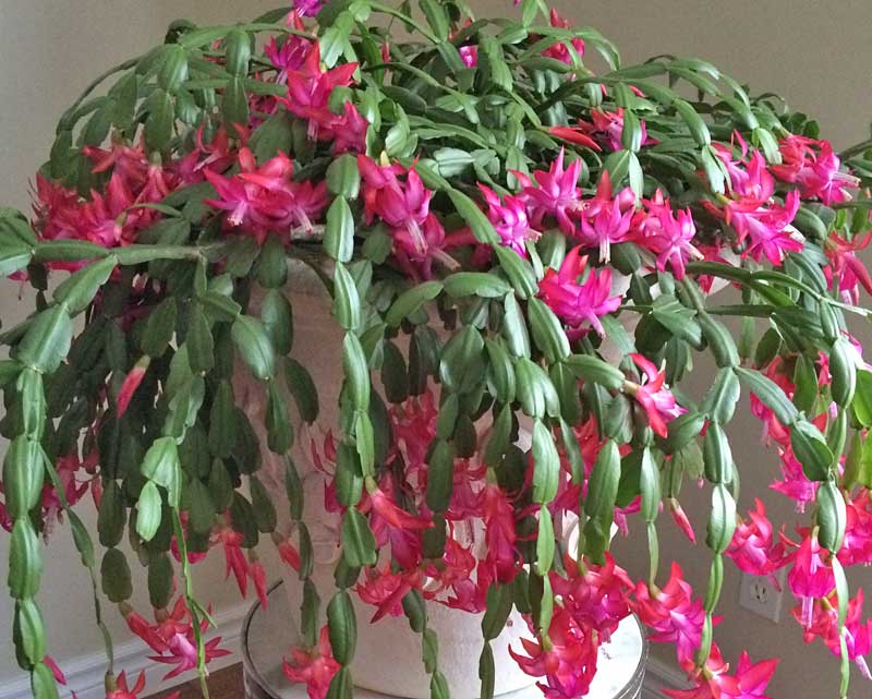 schlumbergera