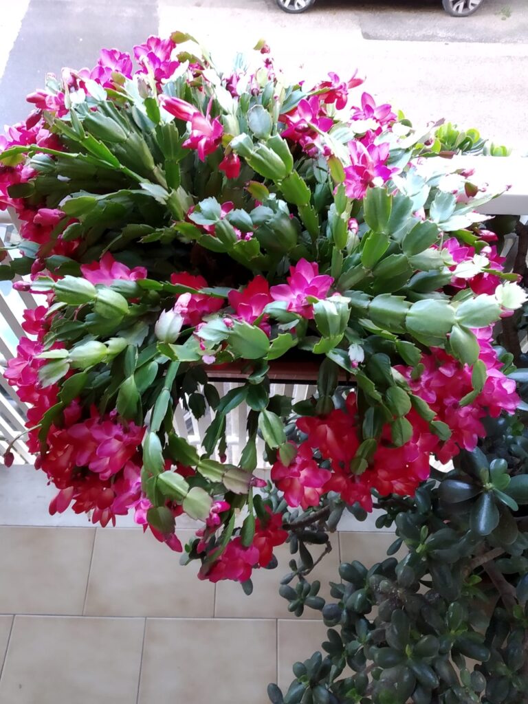 schlumbergera1