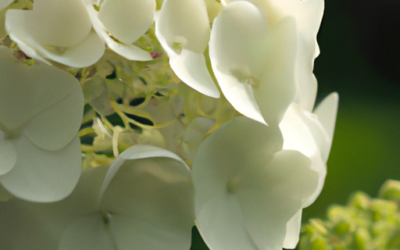 Hydrangea arborescens: Tutto quello che devi sapere – Guida
