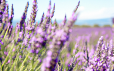 Talee di lavanda: tutto quello che devi sapere