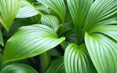 Piante ornamentali da giardino: Tutto quello che devi sapere – Guida