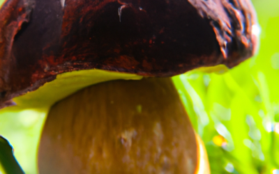 Boletus regius: Tutto quello che devi sapere – Guida