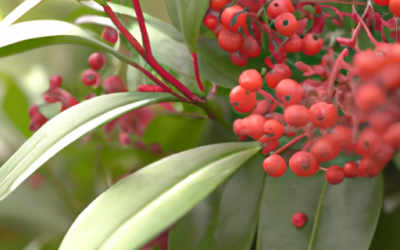 Ardisia crenata: Tutto quello che devi sapere – Guida