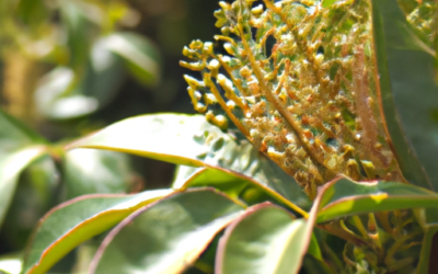 Leucothoe: Tutto quello che devi sapere