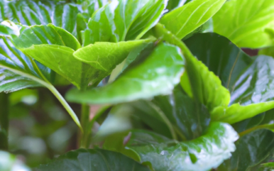 Pachysandra: Tutto quello che devi sapere – Guida