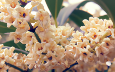 Osmanthus siepe: Tutto quello che devi sapere