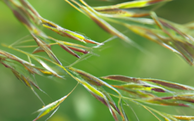 festuca glauca: Tutto quello che devi sapere – Guida