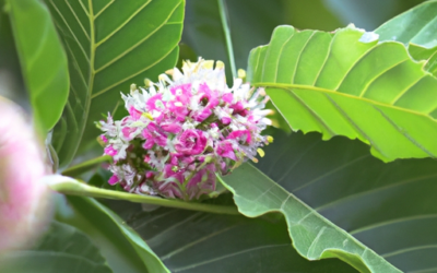 Eeiba speciosa: Tutto quello che devi sapere – Guida