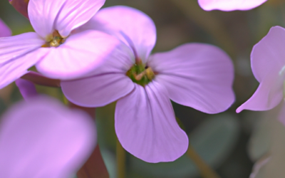 Aubrieta: Tutto quello che devi sapere – Guida