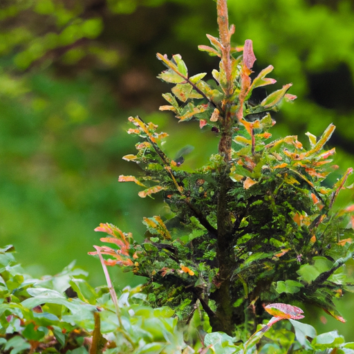 Ligustro albero: Tutto quello che devi sapere – Guida