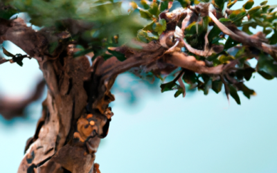 Costi bonsai: Tutto quello che devi sapere