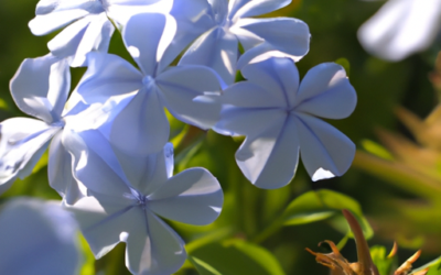 Plumbago auriculata: Tutto quello che devi sapere – Guida