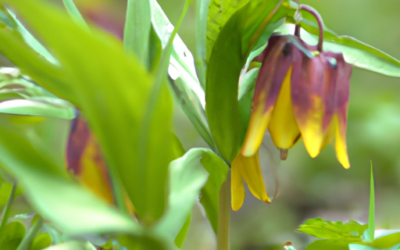 Bocca di lupo fiore: tutto quello che devi sapere