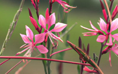 Gaura lindheimeri: Tutto quello che devi sapere – Guida