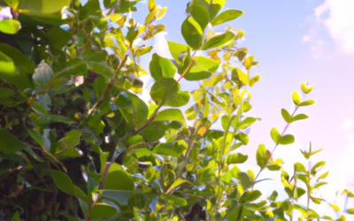 Ligustro albero: Tutto quello che devi sapere – Guida