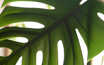 Pianta monstera: Tutto quello che devi sapere – Guida