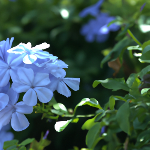 Plumbago auriculata: Tutto quello che devi sapere - Guida 1 Plumbago auriculata: Tutto quello che devi sapere - Guida