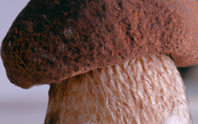 Boletus regius: Tutto quello che devi sapere – Guida