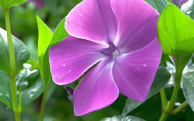 Vinca pianta: Tutto quello che devi sapere – Guida