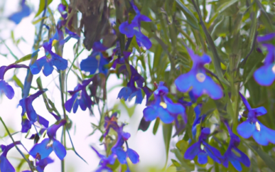 Lobelia pendula: Tutto quello che devi sapere