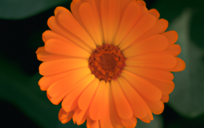 Fiore arancione: Tutto quello che devi sapere – Guida