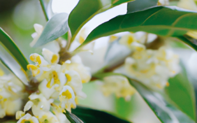 Osmanthus siepe: Tutto quello che devi sapere