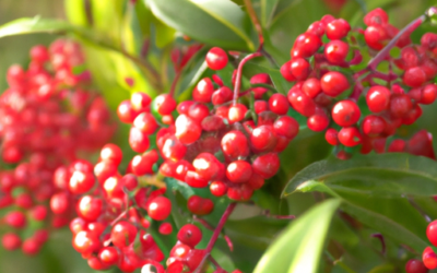 Ardisia crenata: Tutto quello che devi sapere – Guida