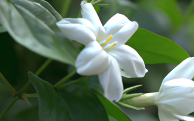Jasminum officinale: Tutto quello che devi sapere – Guida