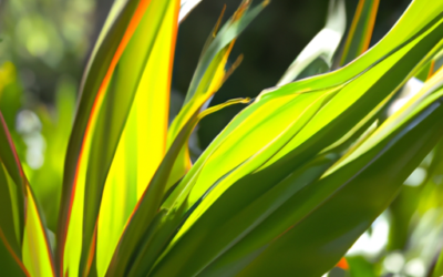 Phormium: Tutto quello che devi sapere – Guida