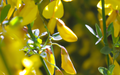 Ginestra fiore: Tutto quello che devi sapere – Guida