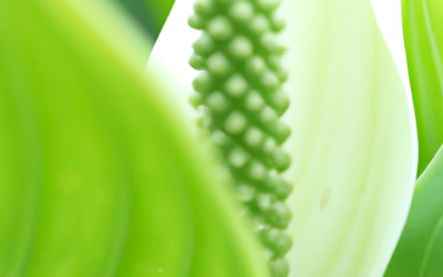 Aspidistra fiore: Tutto quello che devi sapere – Guida