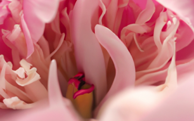 Peonia fiore: Tutto quello che devi sapere
