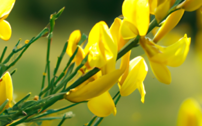 Spartium junceum: Tutto quello che devi sapere – Guida