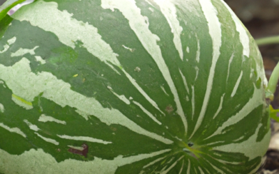 Pianta melone: Tutto quello che devi sapere – Guida