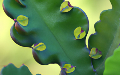 Euphorbia trigona: Tutto quello che devi sapere – Guida