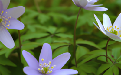 Anemoni blanda: Tutto quello che devi sapere