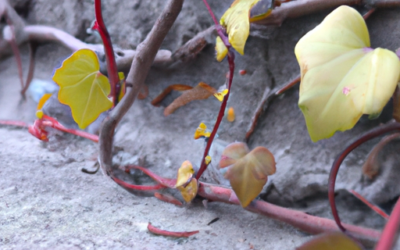 Piante rampicanti sempreverdi resistenti al freddo: Tutto quello che devi sapere