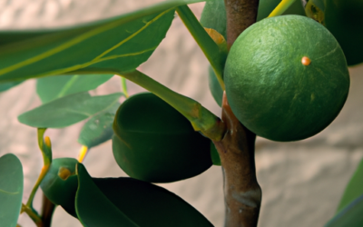 Ficus beniamino: tutto quello che devi sapere