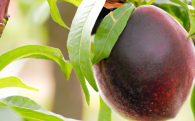 Potatura del Nespolo: Quando e Come Potare, Passo Passo