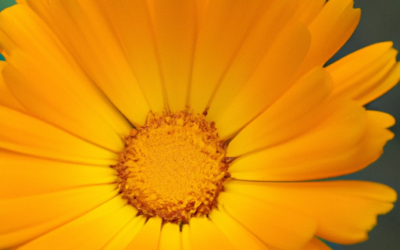 Fiore arancione: Tutto quello che devi sapere – Guida